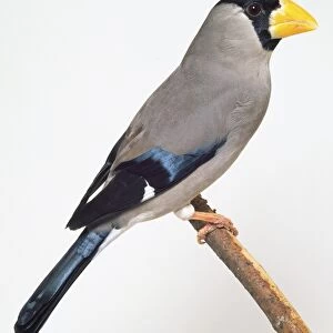 Side view of a Japanese Grosbeak, perching on a narrow branch, with its head in profile showing the black mask, massive bill. Also visible is a blue wing patch and white wing bar