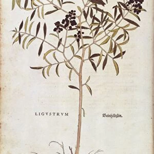 Wild Privet (Ligustrum vulgare) by Leonhart Fuchs from De historia stirpium commentarii insignes (Notable Commentaries on the History of Plants) colored engraving, 1542