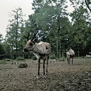 Two young reindeer in wildlife park