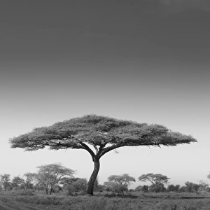 An acacia tree in Serengeti National Park, Tanzania