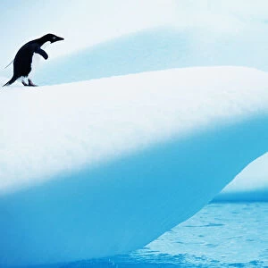Adelie Penguin (Pygoscelis adeliae) standing on iceberg