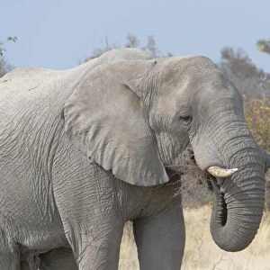 African Bush Elephant -Loxodonta africana-, eating, Etosha National Park, Namibia