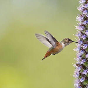 Allens Hummingbird and Pride of Madeira Wildflowe