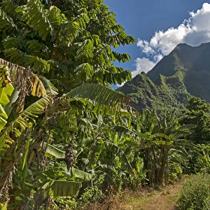 Banana plants, Mo orea, French Polynesia