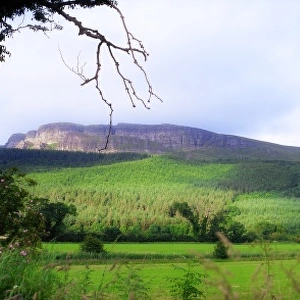 Benevenagh Through The Trees, Limavaddy, Co Derry, Northern Ireland