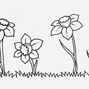Black and white illustration of Narcissus (Daffodil) flowers in a row