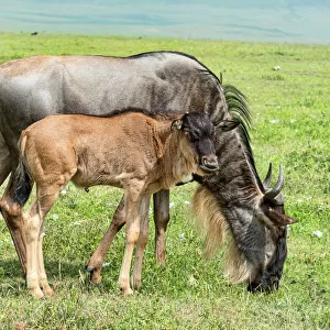 Common Wildebeest