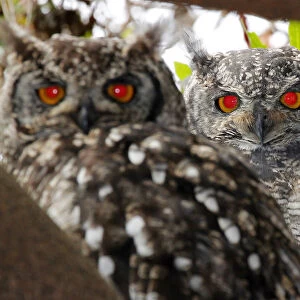 A breeding pair of Spotted Eagle Owls, Bubo africanus, roosting in a tree in Kirstenbosch National Botanical Garden, Cape Town, Western Cape Province, South Africa. Focus is on the female behind, and the wide aperture has rendered the male in the foregro