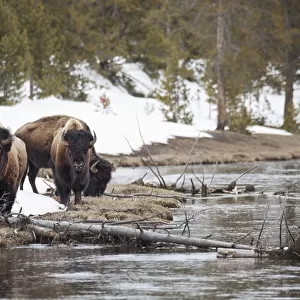 Buffalo walking along the rivers edge in yellowstone national park