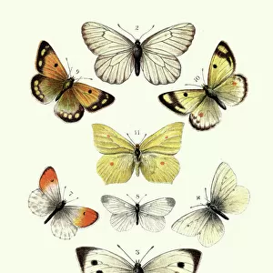 Butterflies, Black veined white butterfly, Brimstone, Large white