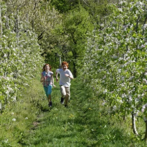 Two children running through rows of blooming apple trees, at Altenburg, Kaltern, South Tyrol, Italy