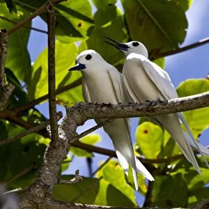 Common White Terns -Gygis alba-, Marianne Island, Seychelles, Africa, Indian Ocean