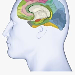 Digital illustration of head in profile showing medial Brodmann areas of human brain highlighted in different colours