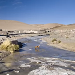 a dog walking on a frozen stream