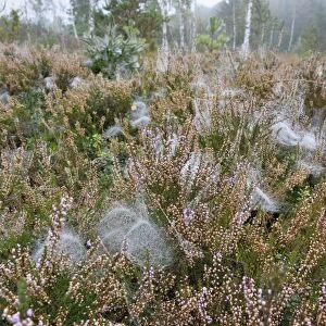 Dome-shaped webs a Sheet Weavers or Money Spiders -Linyphiidae- in between Heather plants -Calluna vulgaris-, with dew drops in a peat bog, near Rosenheim, Bavaria, Germany