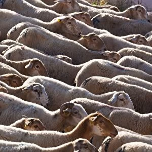 Flock of sheep; burunchel jaen province andalusia spain
