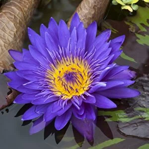 Flower of a Cape Blue Water Lily -Nymphaea capensis-, Bavaria, Germany