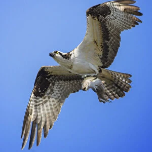 Full Frame View of Osprey in Flight With Fish at Belmont Lake State Park