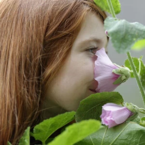 Girl smelling a Hollyhock -Alcea rosea-
