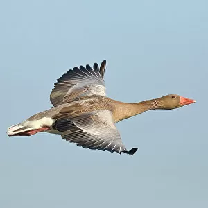 Greylag goose (Anser anser), in flight, Gunzenhausen, Altmuehlsee, Franconian Lake District, Franconia, Bavaria, Germany