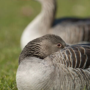 Greylag or Graylag geese -Anser anser-, Stuttgart, Baden-Wuerttemberg, Germany, Europe