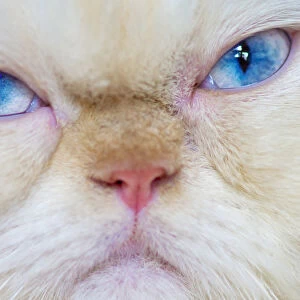 Grumpy Himalayan Cat, close up