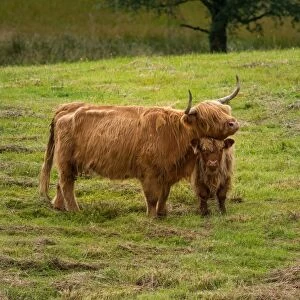 Highland cattle and baby
