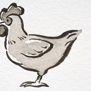 Illustration, Domestic Chicken (Gallus gallus) standing, side view