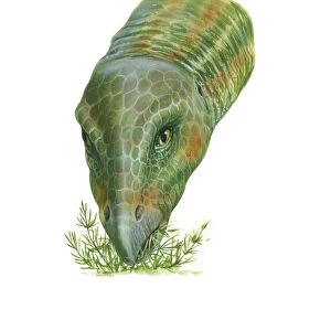 Illustration of Hypsilophodon dinosaur feeding on plants
