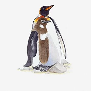 Illustration of King Penguin (Aptenodytes patagonicus) with molting chick