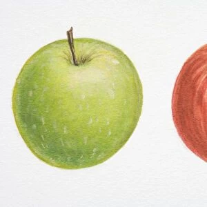 Illustration, Malus, red Apple and green Apple