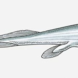 Illustration of a Panderichthys, a fish from the Devonian period