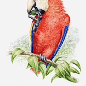 Illustration of a Scarlet macaw (Ara macao) eating a nut