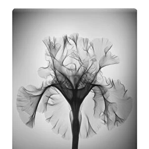 Iris Silverado flower, X-ray