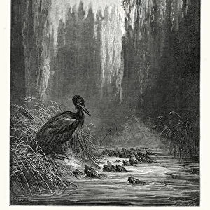 La Fontaines Fables - Cormorant and the Fishes