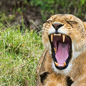 Lioness -Panthera leo- yawning, Msai Mara, Kenya