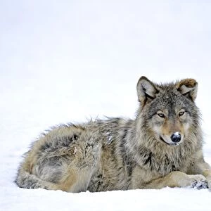 Mackenzie Valley Wolf, Alaskan Tundra Wolf or Canadian Timber Wolf -Canis lupus occidentalis-, young in the snow