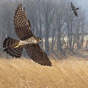 Merlin falcons hunting during autumn migration