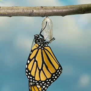 Monarch Butterfly Hatching