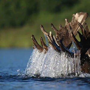 Moose bull (Alces alces) feeding on underwater vegetation