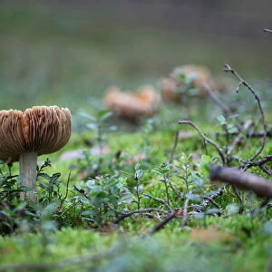 Mushrooms line