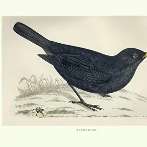 Natural History, Birds, common blackbird (Turdus merula)