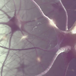 Nerve cells of the human brain