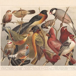 Non-European songbirds, chromolithograph, published in 1897