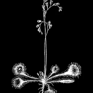 Old engraved illustration of Botany, the round-leaved sundew, roundleaf sundew, or common sundew (Drosera rotundifolia) a carnivorous species of flowering plant that grows in bogs, marshes and fens
