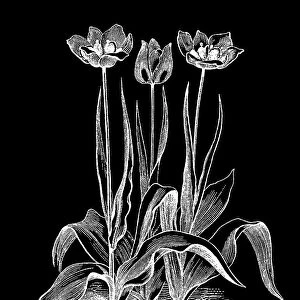 Old engraved illustration of Botany - early garden tulip