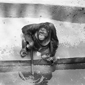 Orangutan in zoo