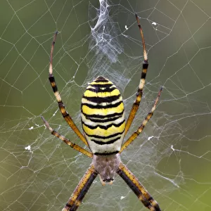 Weaver Spider
