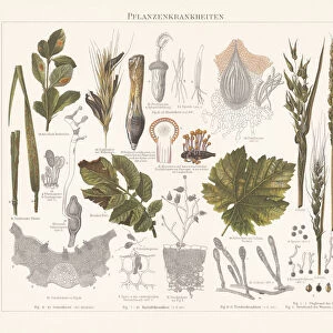 Plant pathology (Phytopathology), chromolithograph, published in 1897
