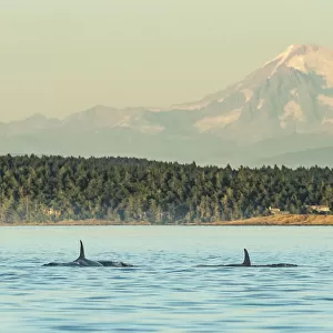 Pod of Orca Whales (Orcinus orca) in Haro Strait near San Juan Island with Mt. Baker behind, Washington State, USA